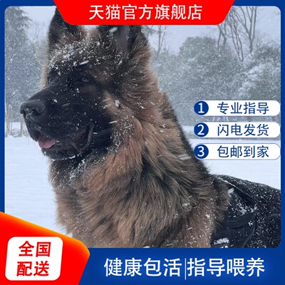 纯种德牧幼犬警犬正宗黑背犬警犬德国短毛犬便宜狼狗德国牧羊幼犬