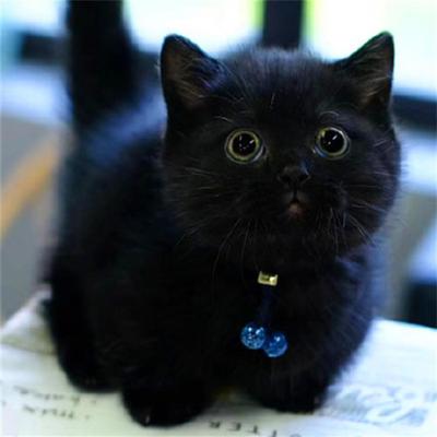 纯种孟买猫幼猫英短黑猫活体纯黑猫小猫幼崽活物宠物猫咪黑煤球猫