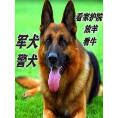 德国牧羊犬幼犬大型犬活体