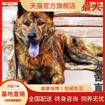 广西虎斑虎斑犬赶山犬