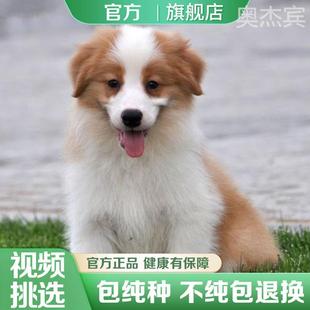 正宗金边七白三通边境牧羊犬宠物狗狗活犬 边牧幼犬陨石色蓝眼活