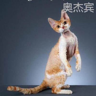 德文卷毛猫幼纯种柯尼斯