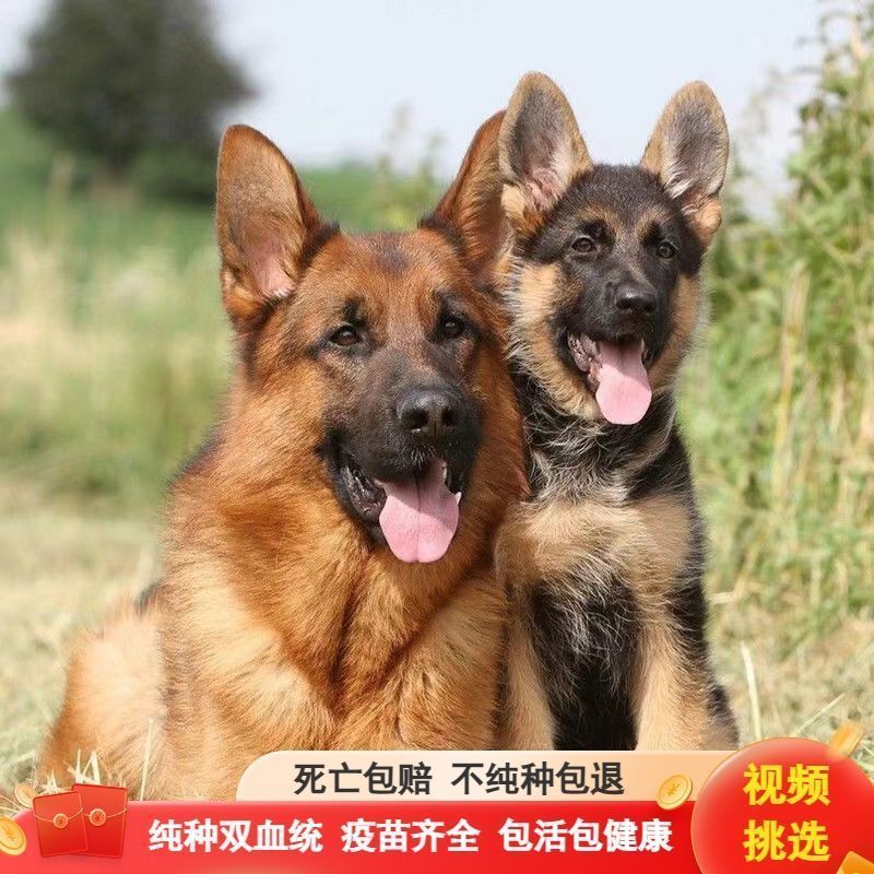 纯种德国牧羊犬幼犬纯种忠诚伴侣犬小孩护卫犬2-3个月大型小狗狗