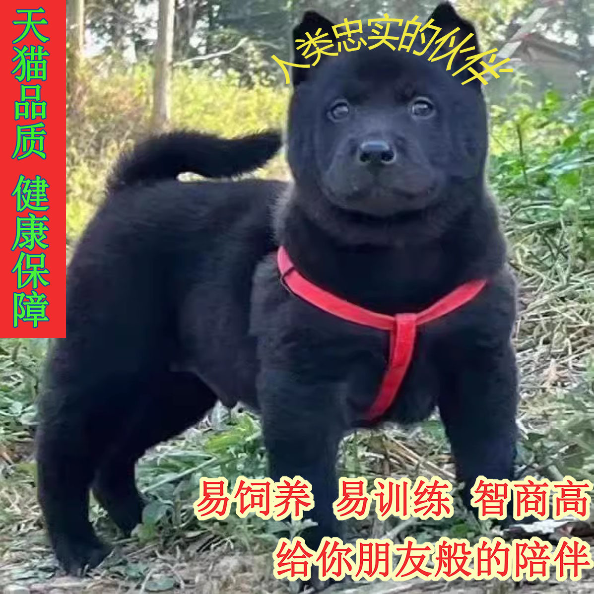五黑犬幼犬广西土猎犬幼犬赶山犬五黑犬猎犬幼崽活物狗纯黑狗混血