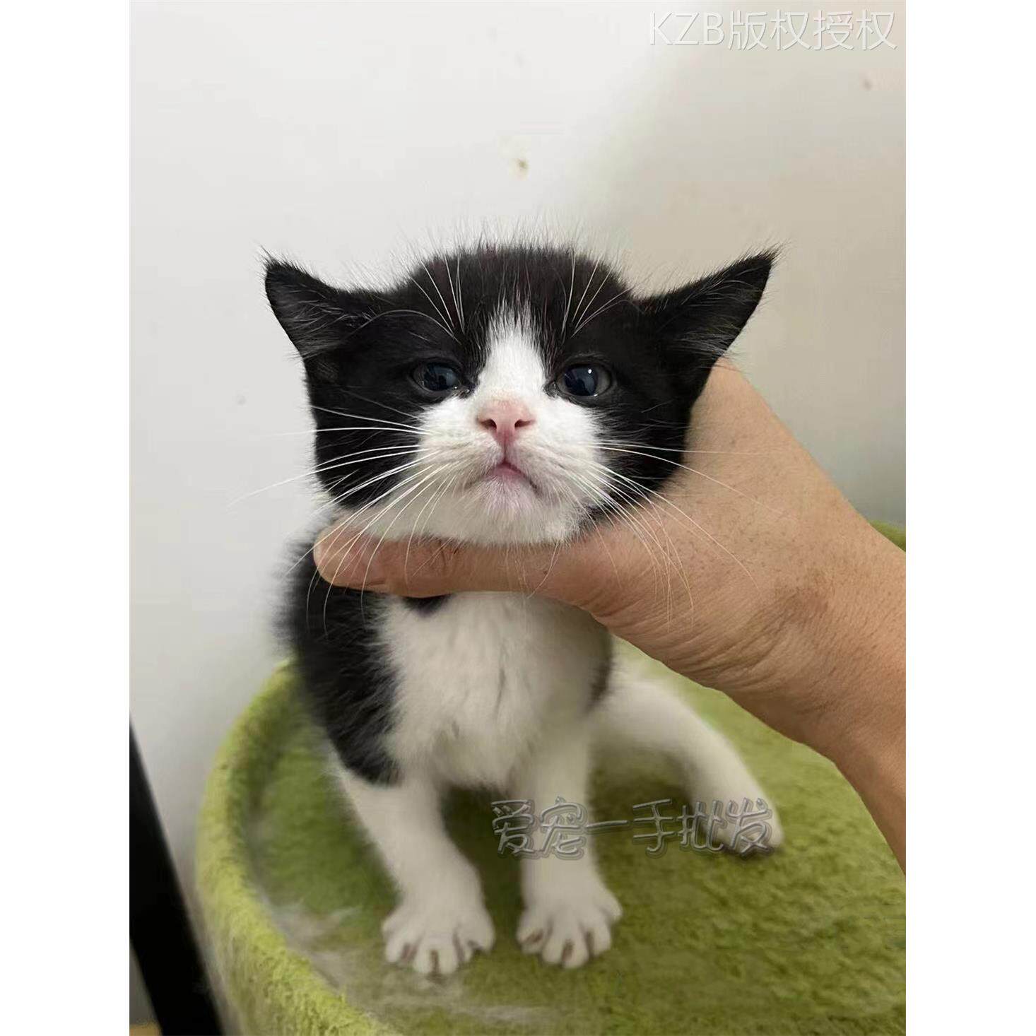 黑白奶牛猫中华田园猫网红橘猫狸花猫三花猫土猫捕鼠猫家养纯黑猫