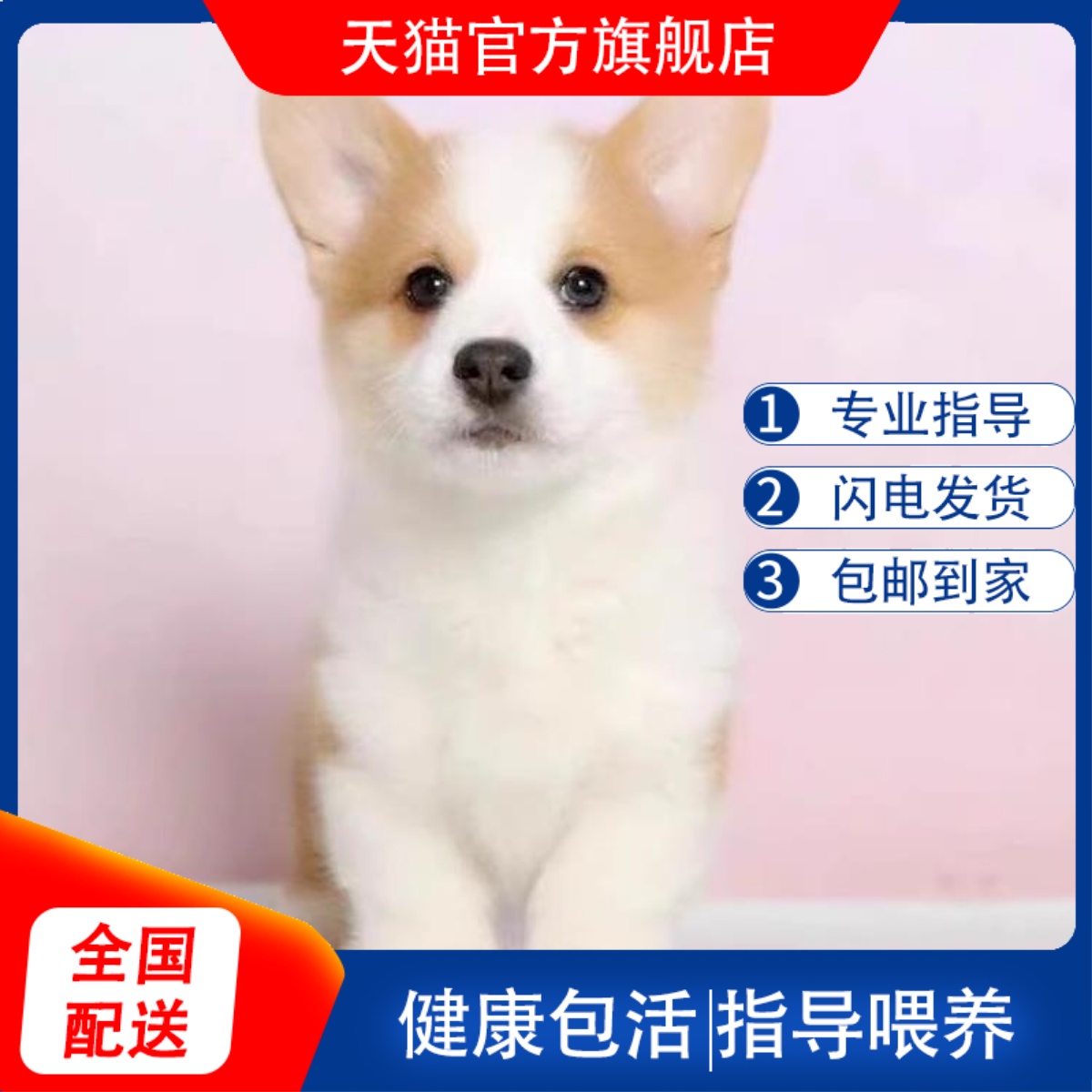 柯基幼犬混血两色双色三色小短腿柯基犬小型宠物狗活体幼崽小型犬