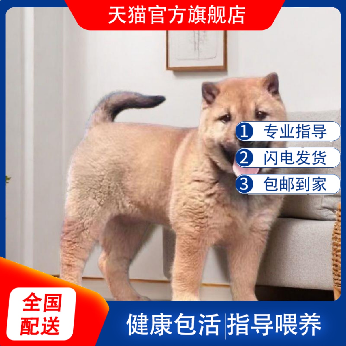 金钱尾黄狗白面中华田园犬幼犬赶山土狗狩猎黄狗活物狗崽看家护院