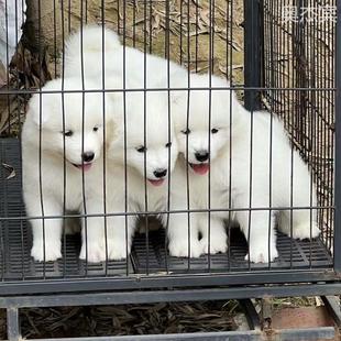 双血统宠物狗 纯种萨摩耶幼犬活体狗狗微笑天使萨耶雪橇犬熊版