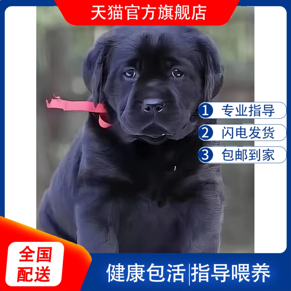 拉布拉多混血狗幼犬狗