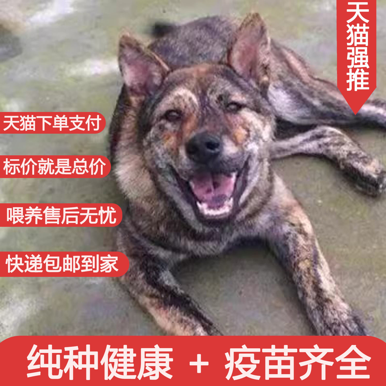 虎头犬家养狩猎犬虎斑犬