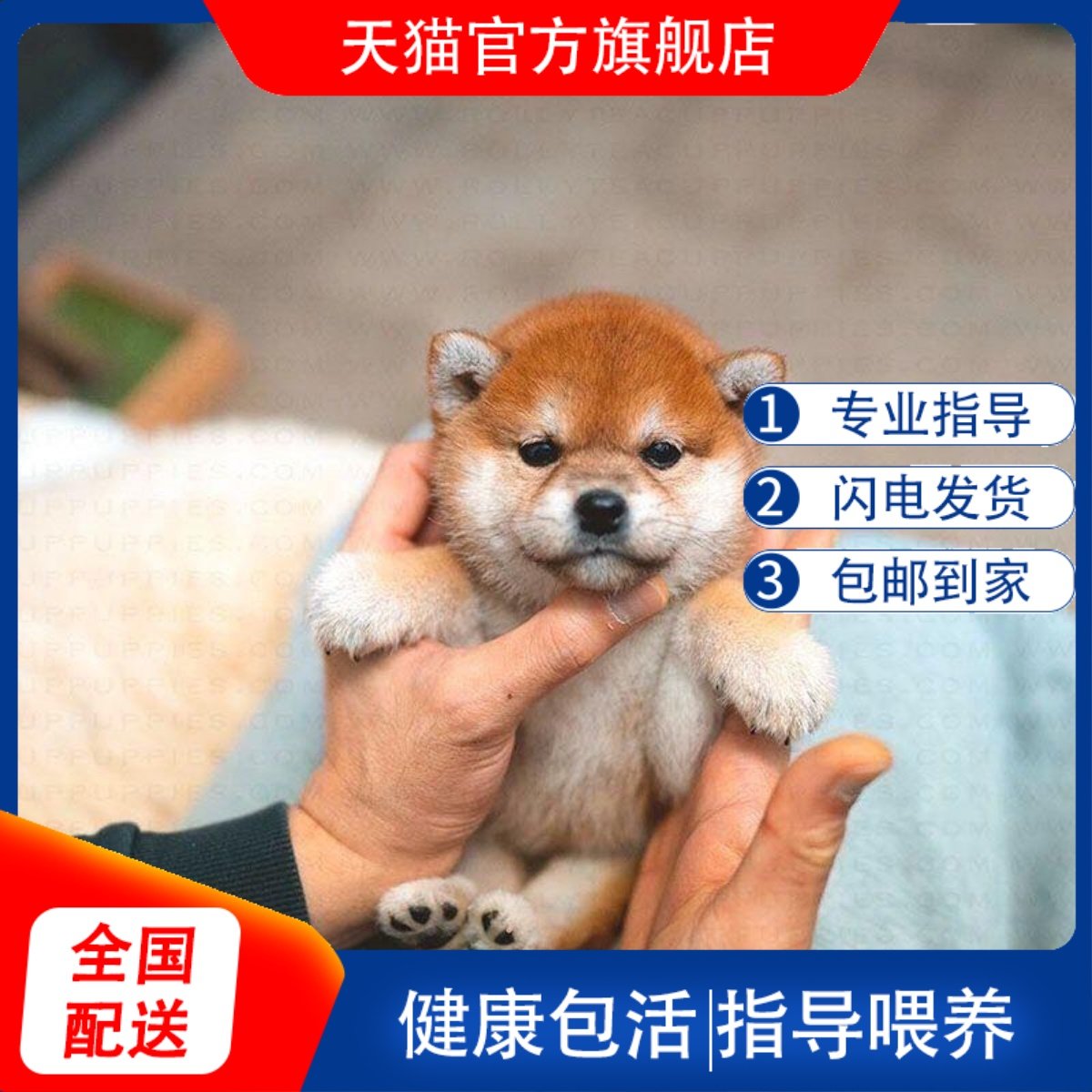 柴犬幼犬伴侣犬真狗狗小型犬活泼宠物狗豆精品日本狗黑色黄色狗狗