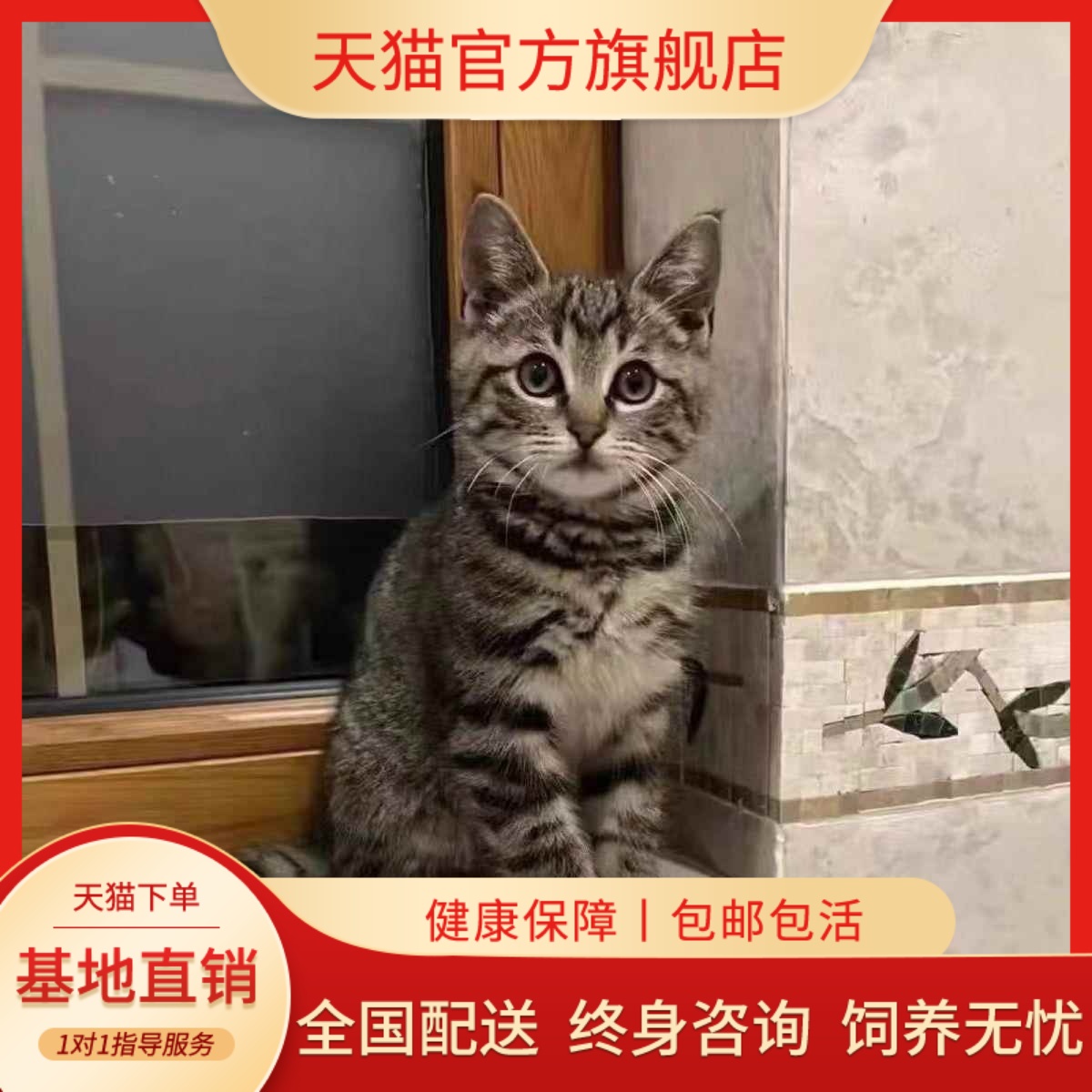 中华田园猫网红橘花猫橘白猫狸花狸白猫猫猫真猫奶牛猫咪幼崽包邮