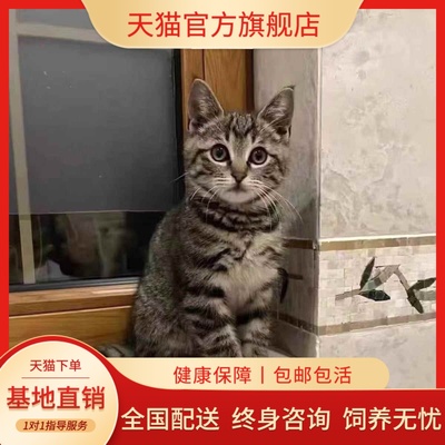 中华田园猫网红橘花猫橘白猫狸花狸白猫猫猫真猫奶牛猫咪幼崽包邮