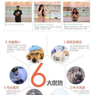 纯种金毛幼犬拉布拉多幼崽导盲犬黑拉拉沙滩金毛双血统活宠物狗狗