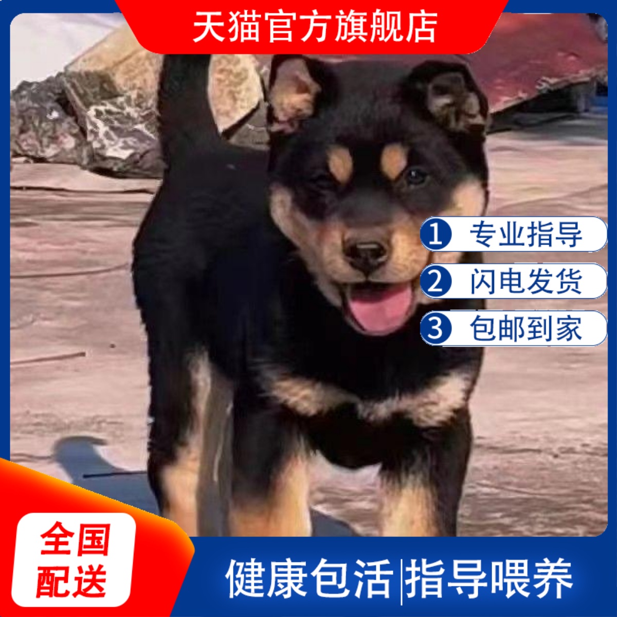 正宗四眼铁包金土狗中华田园犬宠物狗小狗幼犬看家狗护院四眼幼崽
