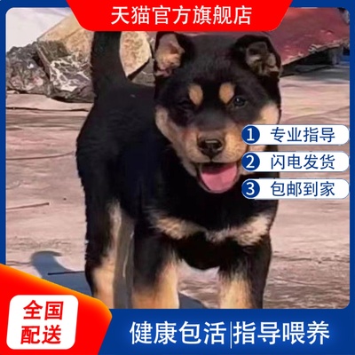 正宗四眼铁包金土狗中华田园犬宠物狗小狗幼犬看家狗护院四眼幼崽