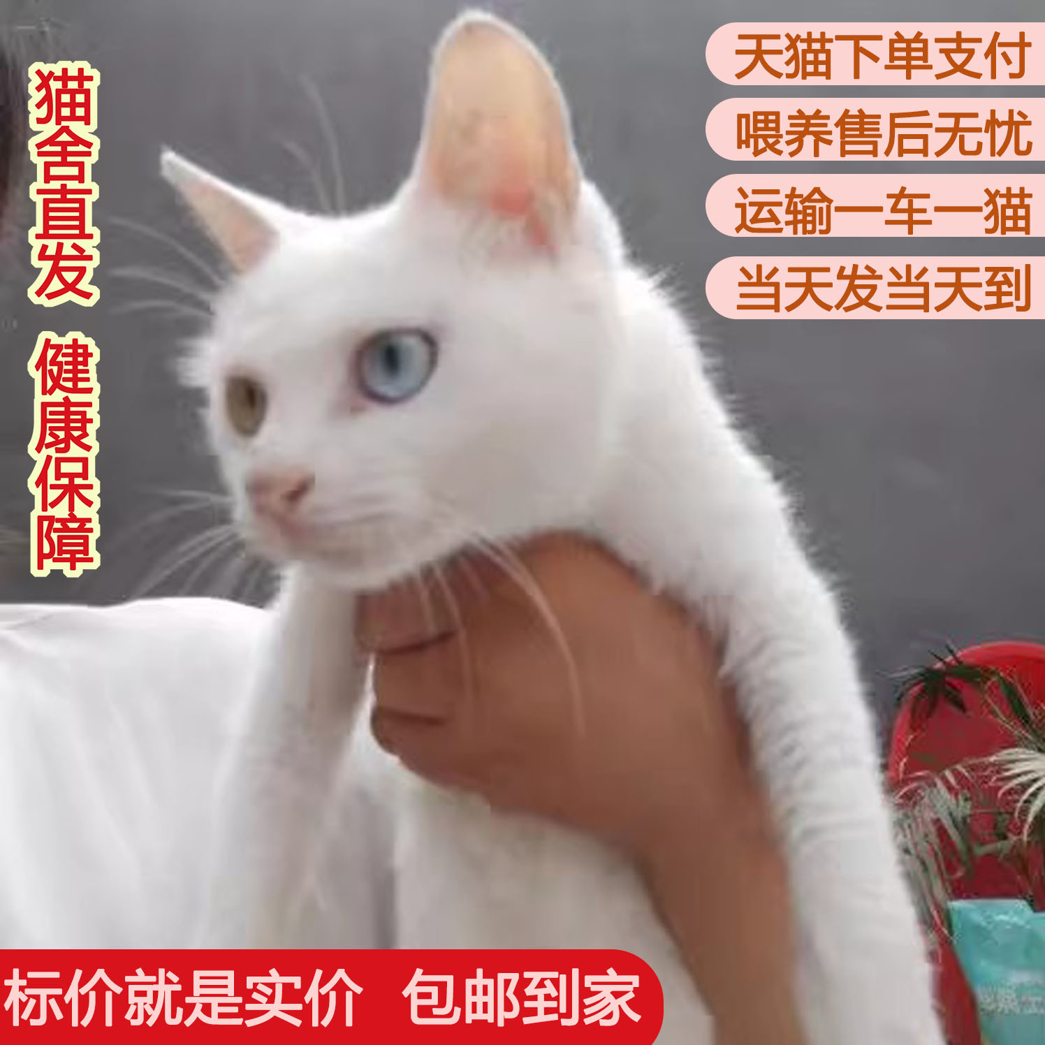 中华田园猫小家温顺捉鼠纯黑土幼