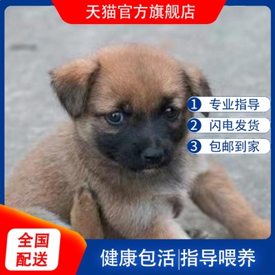 中华田园犬土狗活体狗
