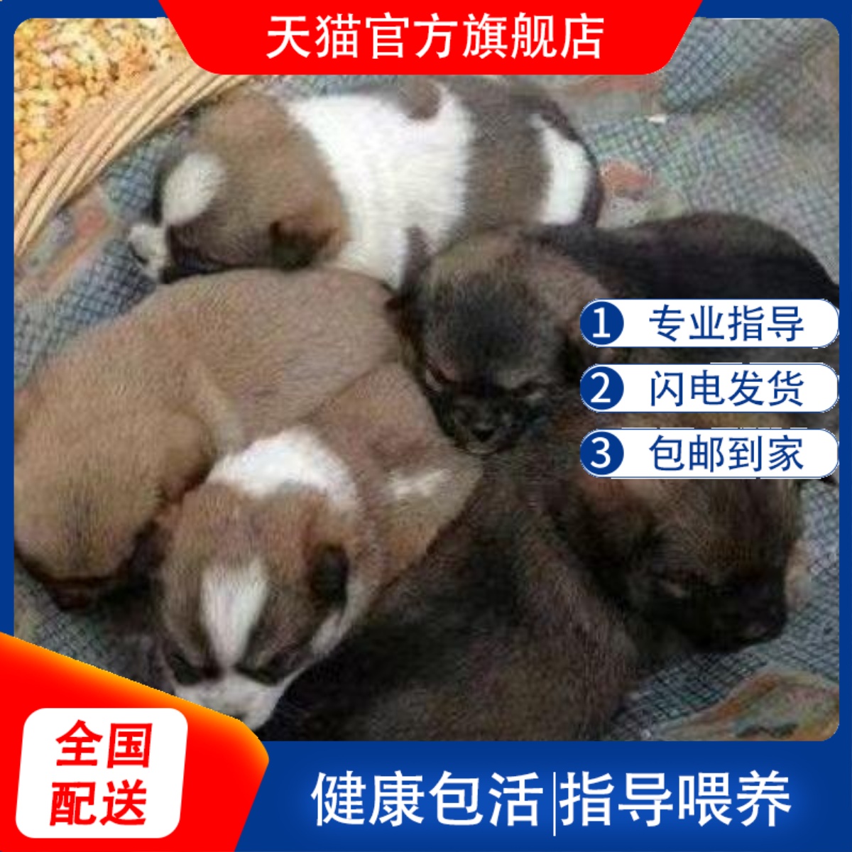 活体幼犬小型犬活体狗狗