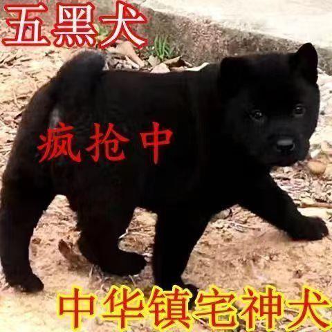 五黑犬土狗中华田园犬