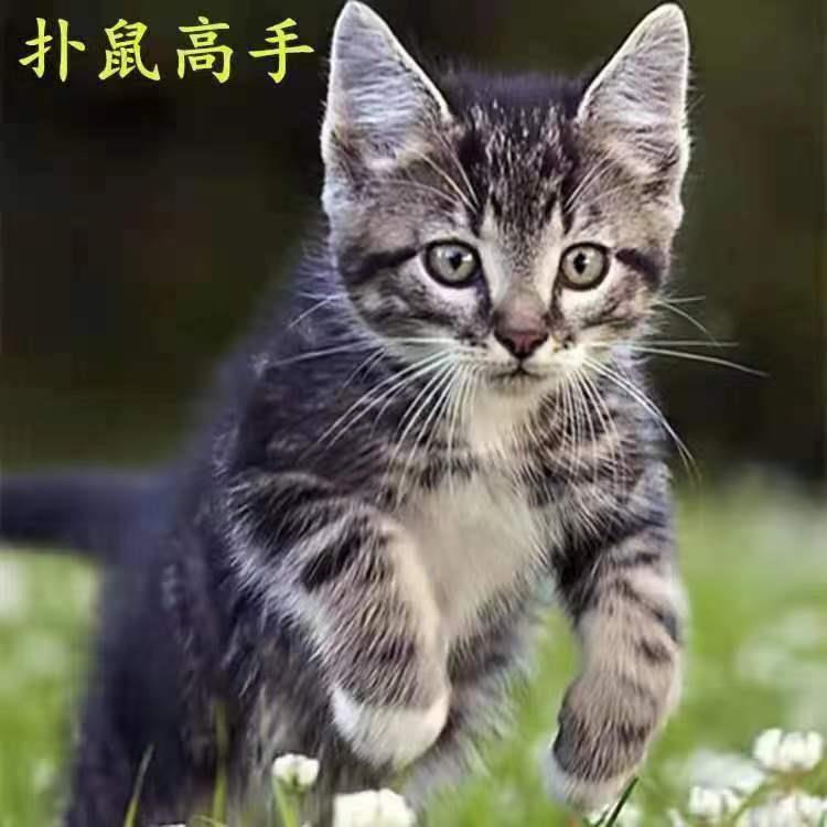 中华田园猫小猫活体家养