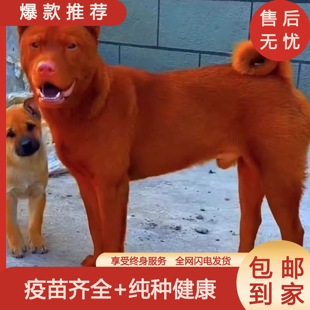 潮汕五红犬狗崽狗狗虎斑