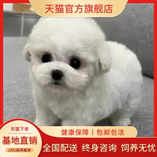 比熊幼犬便宜长不大真狗狗活体袖 珍可爱白色幼崽超萌小体迷你球形