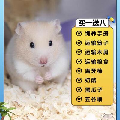 仓鼠活物已打过疫苗纯种金丝熊三线紫仓布丁银狐送笼子家养小宠物
