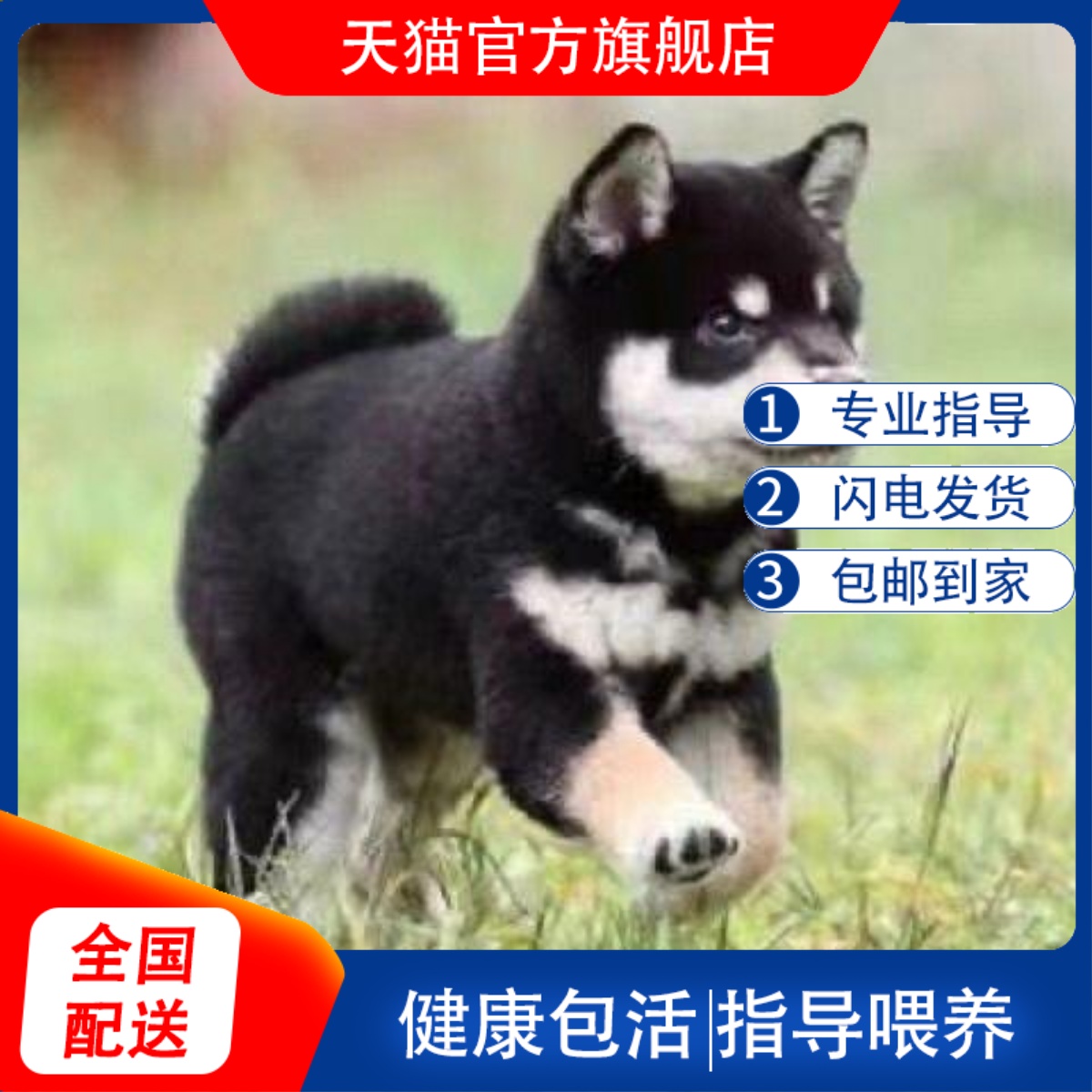 四眼犬幼活物包金包银中华幼犬田园好养土狗忠诚黑狗护主看家护院