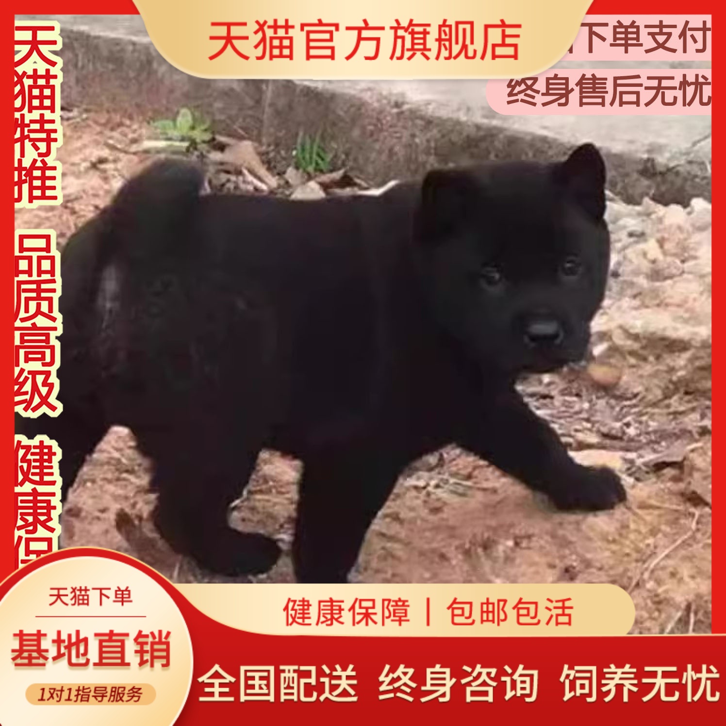 幼崽虎头虎斑色黑狗犬