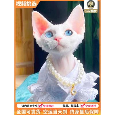 德文卷毛猫纯种活体幼猫不掉毛纯黑白蓝眼长毛血幼崽高智商帝王猫