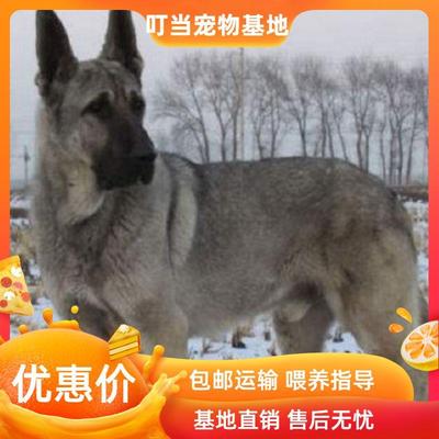 大型精品狼青幼犬大头狗狗活物