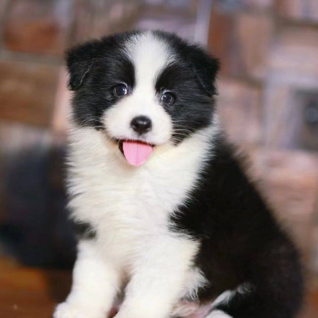 纯种边境牧羊犬边牧幼犬黑白边牧犬双血统边牧狗狗棕色金边牧羊犬