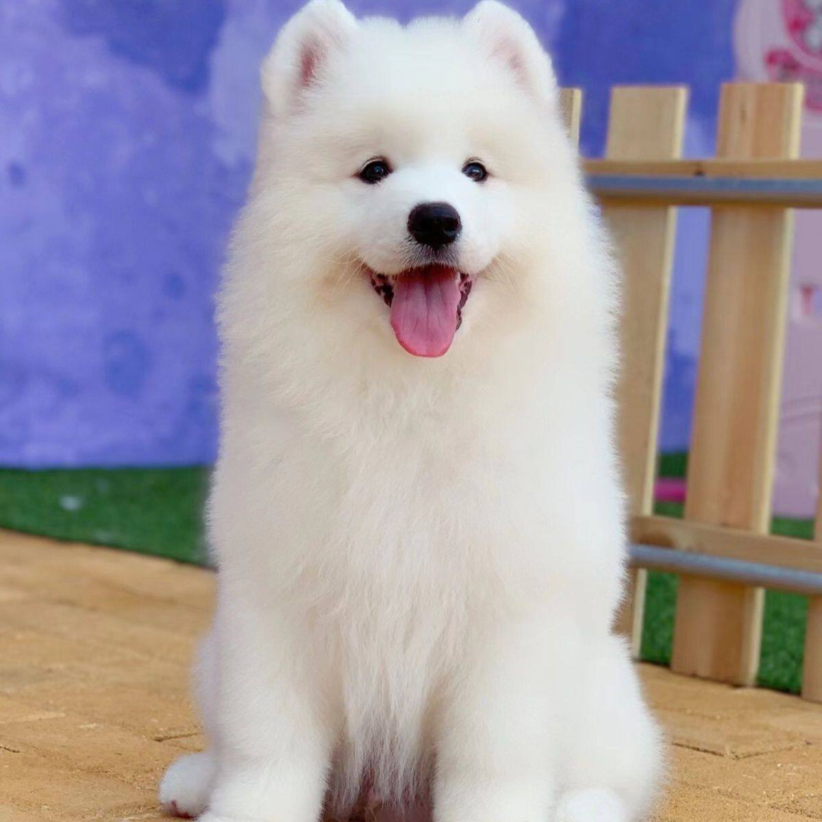 纯种萨摩耶犬萨摩耶幼犬白色宠物犬双眼皮微笑天使雪橇犬可爱便宜