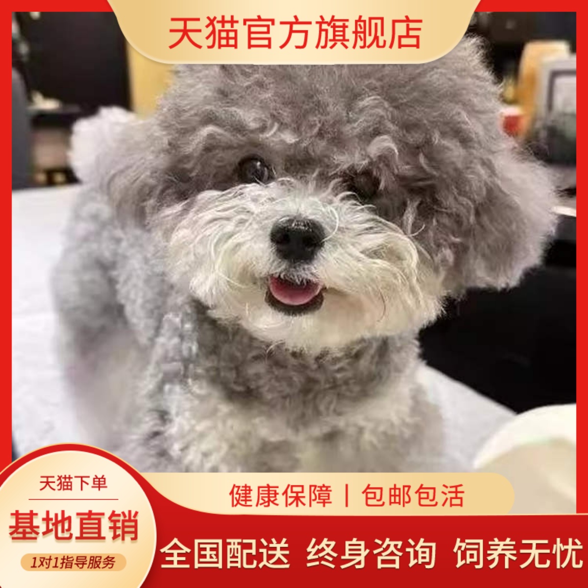 泰迪幼犬幼崽黑色超萌小型犬可爱活物便宜棕家养网红棕色贵宾犬狗