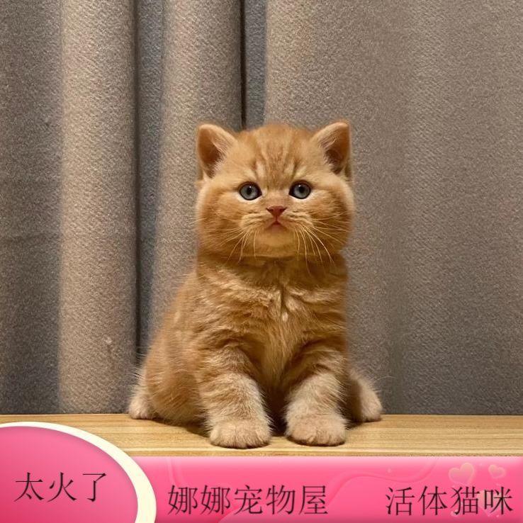 中华田园猫小猫活体猫