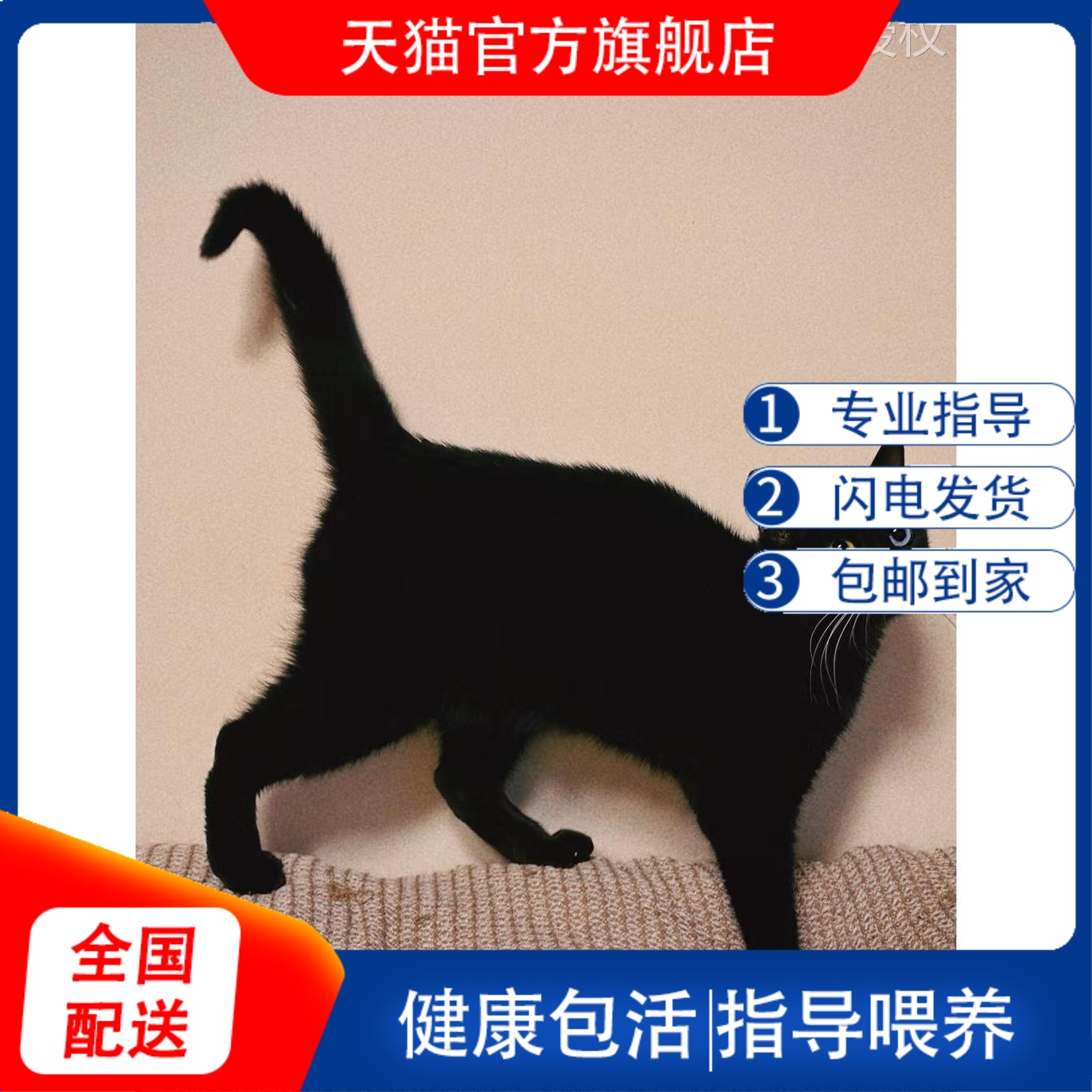 中华田园猫黑猫狸白猫