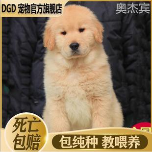 纯种金毛幼犬双血统金毛大骨架沙滩金家养小金毛犬中大型犬宠物狗