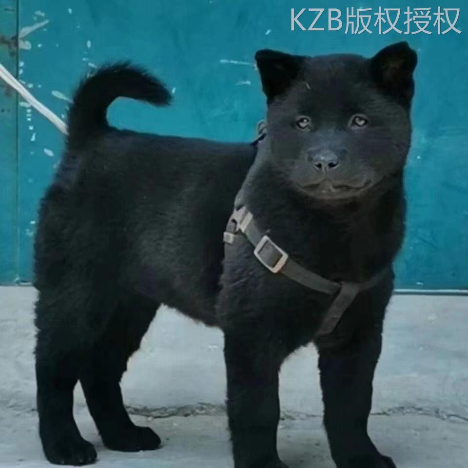 五黑犬中华田园犬土猎犬赶山犬幼犬狗崽狗狗活体黄色土狗活体狗狗