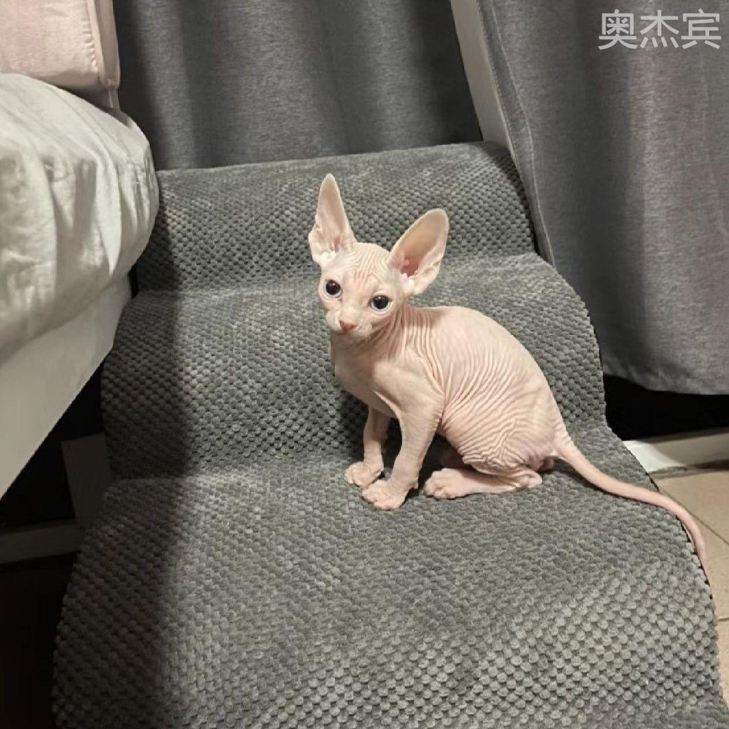 无毛猫斯芬克斯蓝皮白皮黑皮幼崽幼猫成猫活物精灵耳蓝眼粘人