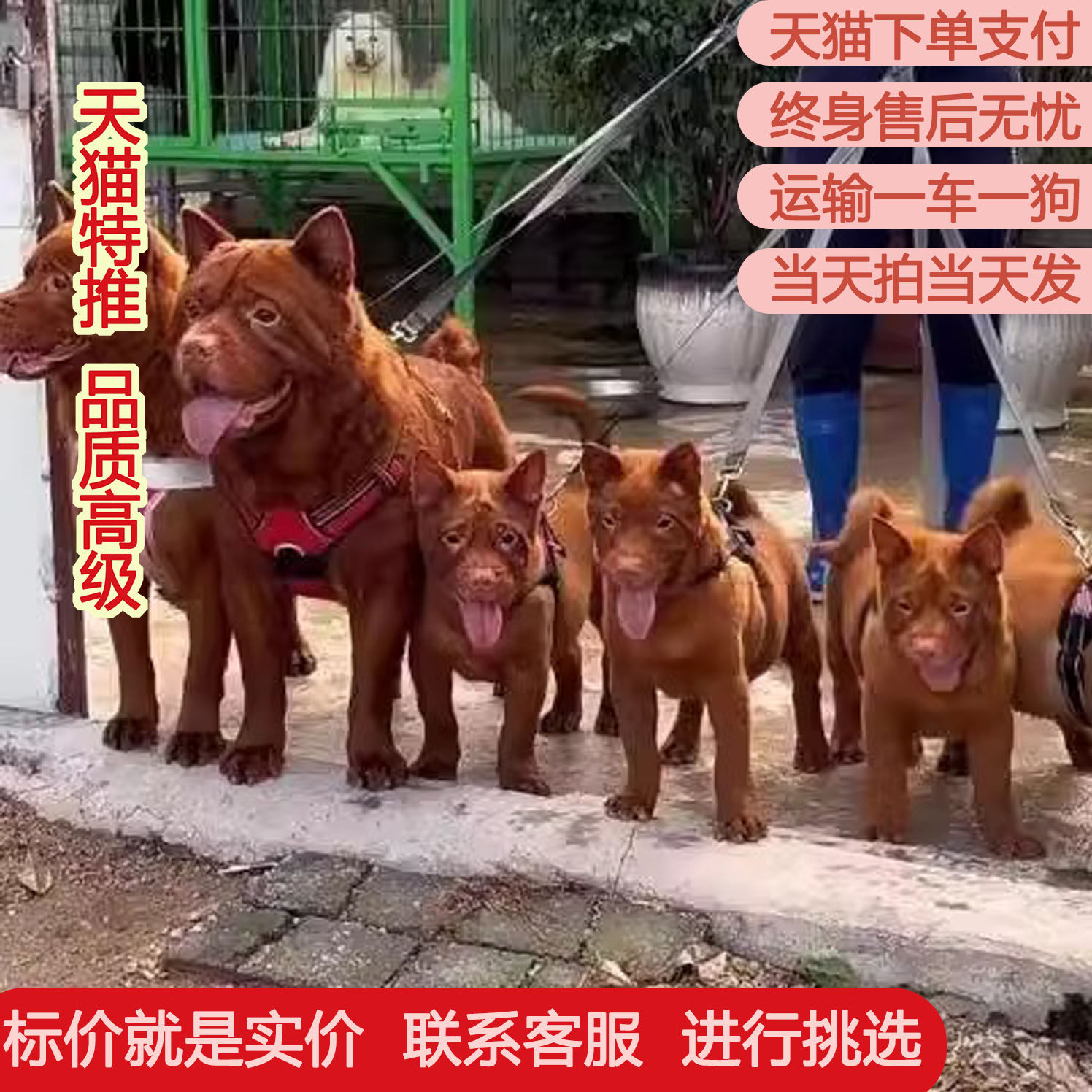 潮汕五红犬五黑犬幼犬虎头狗狗虎斑红色土狗看家土猎犬中华田园犬