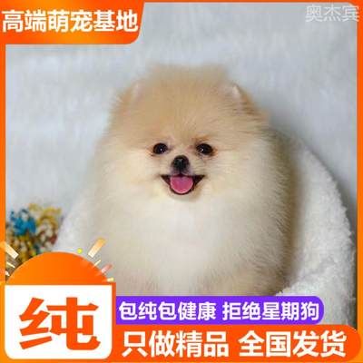 纯种博美幼犬茶杯小型可