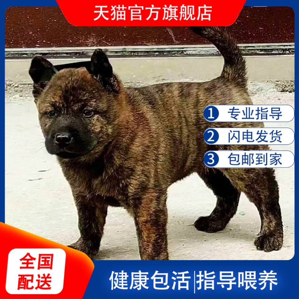 赶山土狗黑虎斑犬虎斑狗