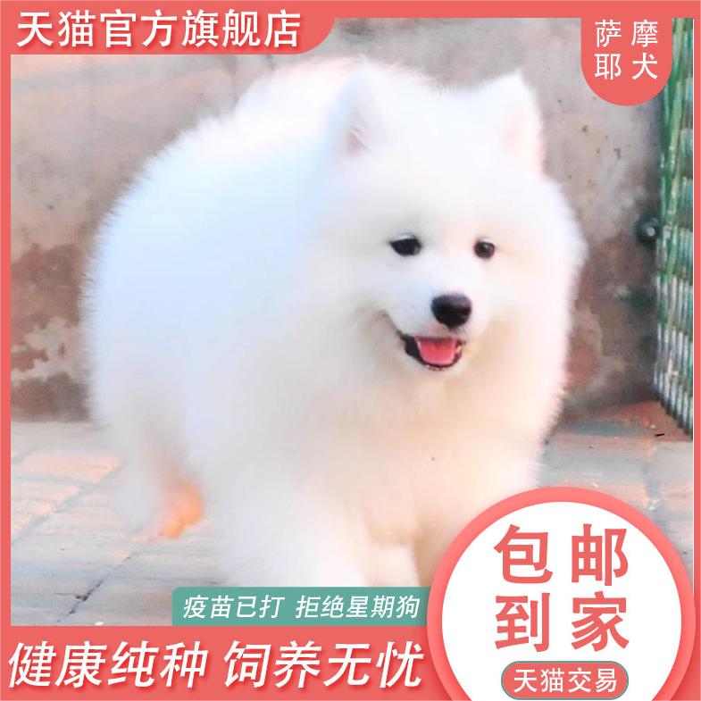 纯种萨摩耶幼犬熊版萨摩耶犬雪橇犬萨摩耶狗狗萨摩幼犬可爱宠物狗