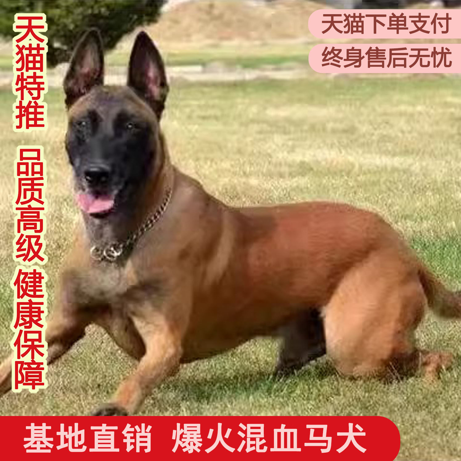 马犬混血黄马护卫犬看家黑马红马高智商活物家养比利时牧羊犬警犬