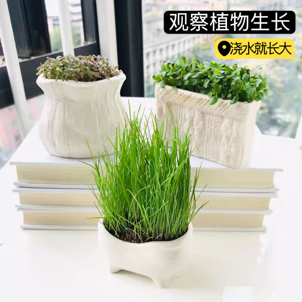 办公室桌面小盆栽创意迷你可爱小草种植长草植物学生种植观察盆栽