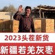 2023新货 5斤特等新疆灰枣红枣若羌枣原生枣未清洗吊干枣