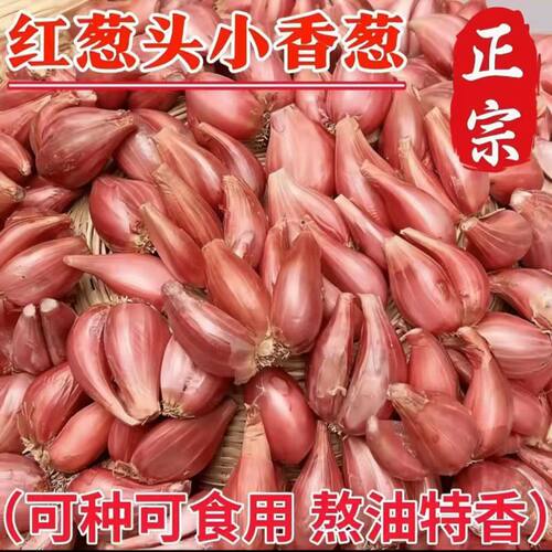 广东正宗本地葱头批发红皮火葱香葱四季新鲜小香葱头食用葱油商用