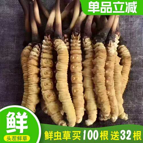 2026鲜虫草冬虫夏草100根送32根