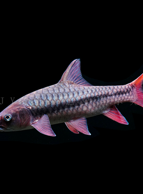 宏基渔业 中国结鱼 红翅膀橙翅精品国结 红吉罗红色系原生观赏鱼